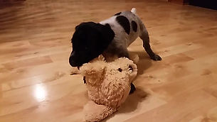 Little Black Female Playing With a Stuffed Dog January 8, 2018